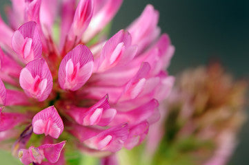 Fleur rose