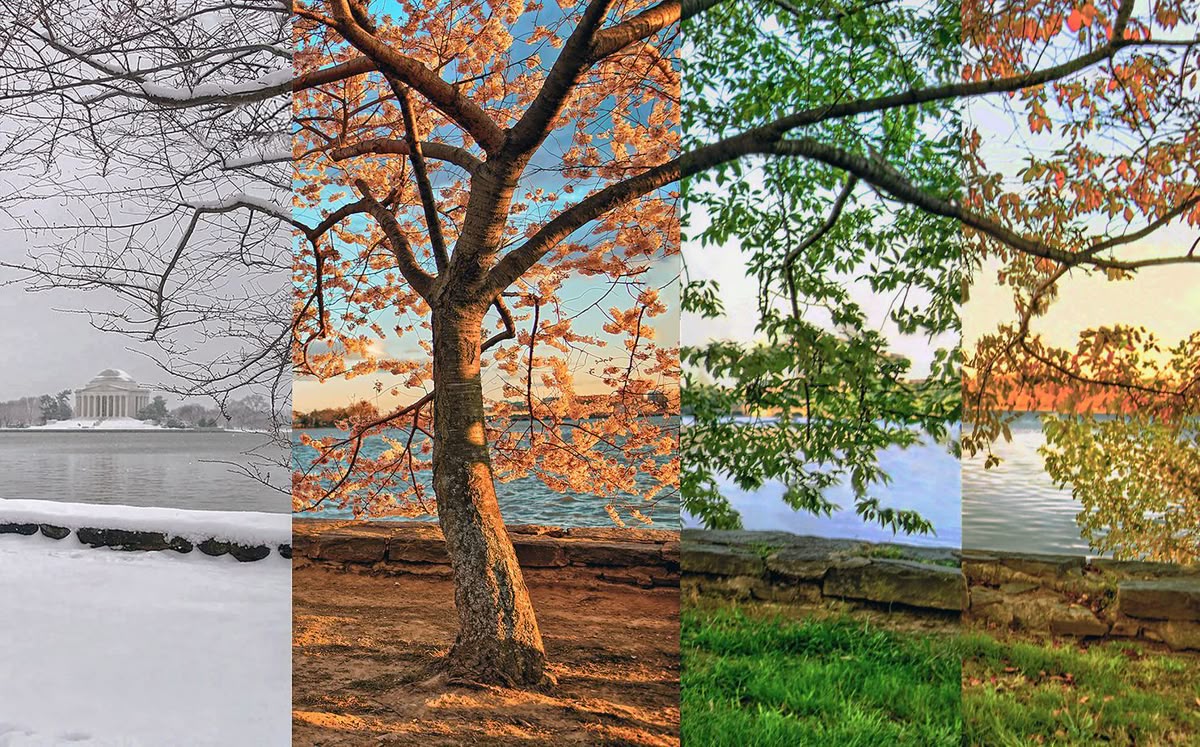 arbres différentes saisons