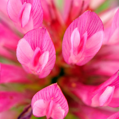Capixyl™ 5%