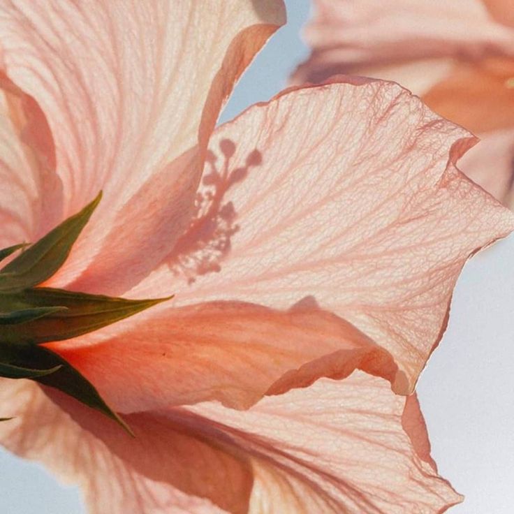 petale de fleur au soleil