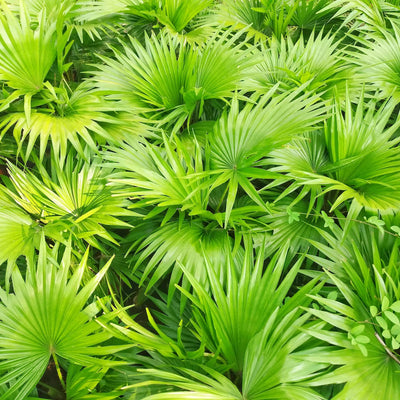 Saw Palmetto