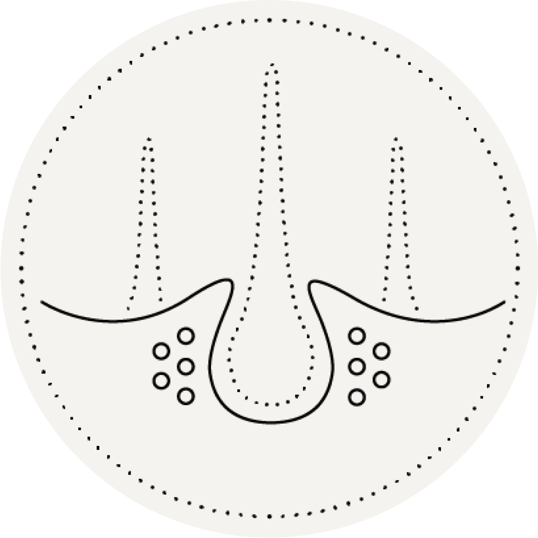 graphique follicule pileux 