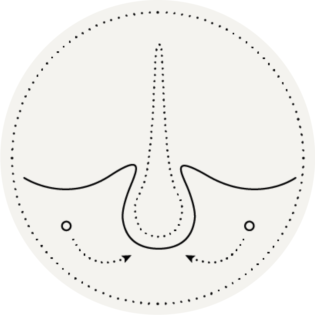 graphique follicule pileux 